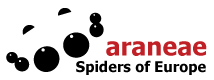 Araneae