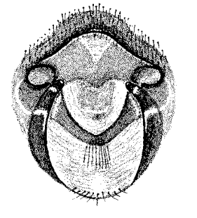 speciesimage