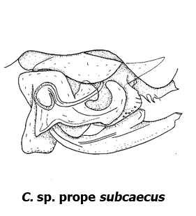 speciesimage