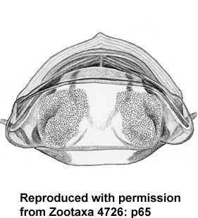 speciesimage