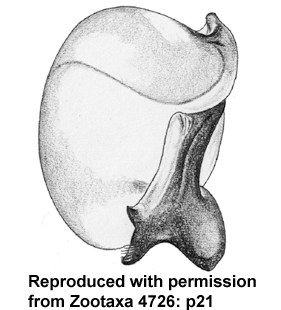 speciesimage