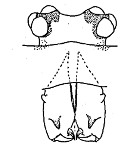 speciesimage