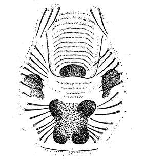 speciesimage