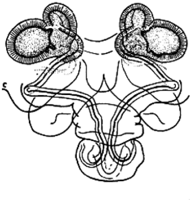 speciesimage