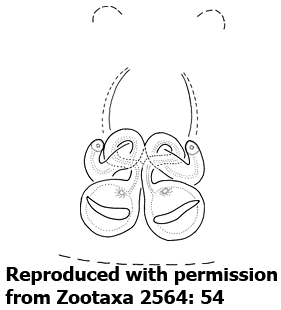 speciesimage