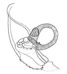 speciesimage