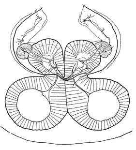 speciesimage