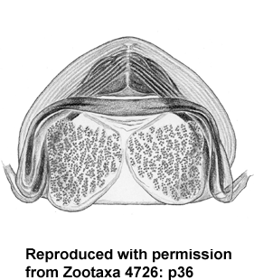 speciesimage