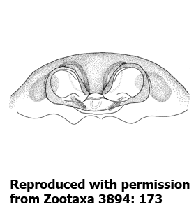 speciesimage