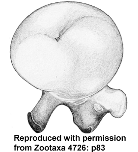 speciesimage