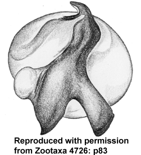 speciesimage