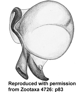 speciesimage