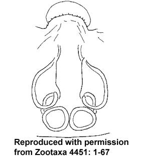 speciesimage