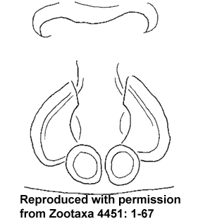 speciesimage