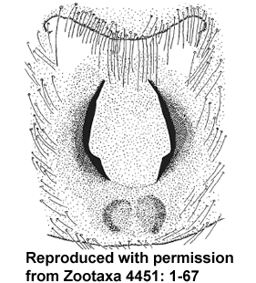 speciesimage