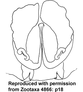 speciesimage