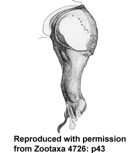 speciesimage