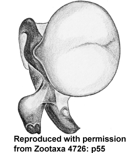 speciesimage