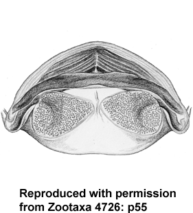 speciesimage