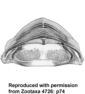 speciesimage