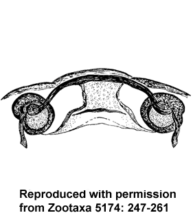 speciesimage