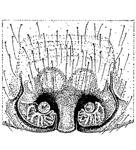 speciesimage