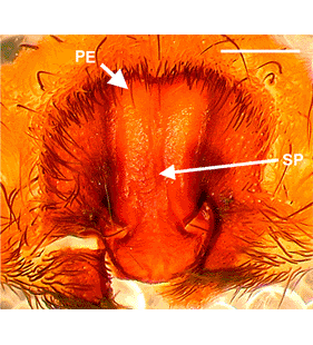 speciesimage