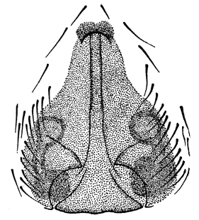 speciesimage