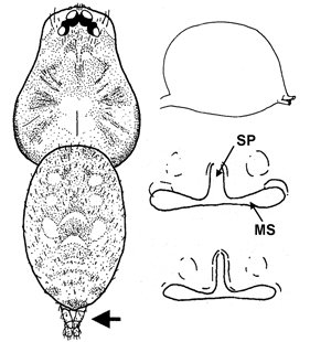 speciesimage